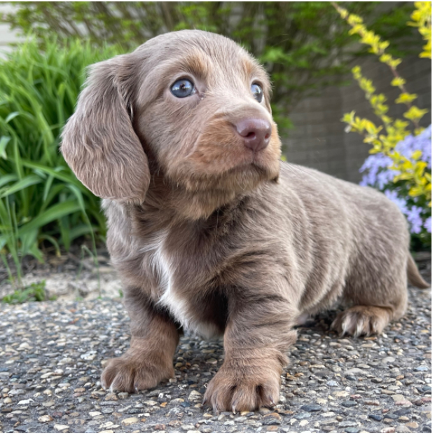 CLINT-Male-puppy