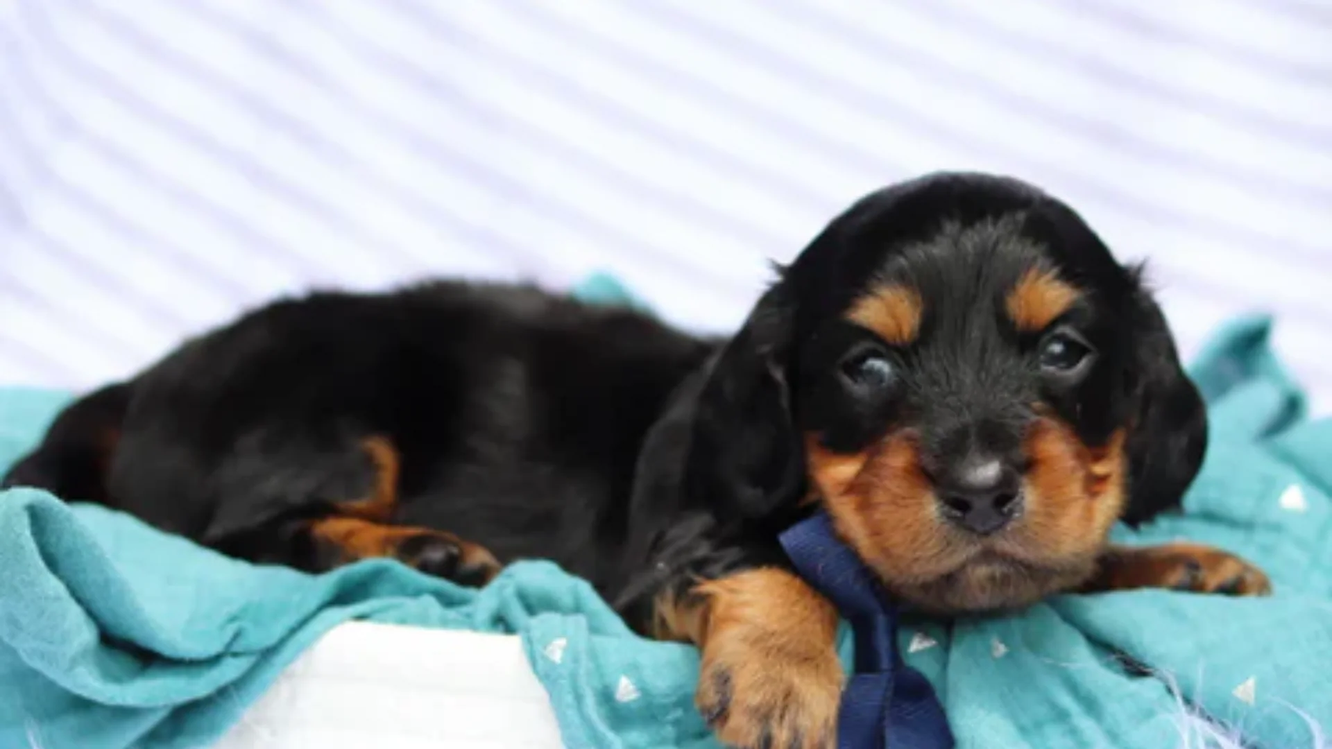 miniature-dachshund_1920x